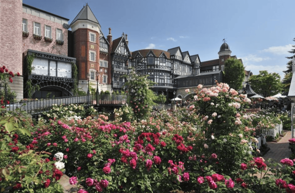 🌹 로이즈 장미 정원(로이즈 로즈 가든) 이미지 5